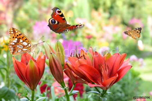 Picture of Schmetterling 443